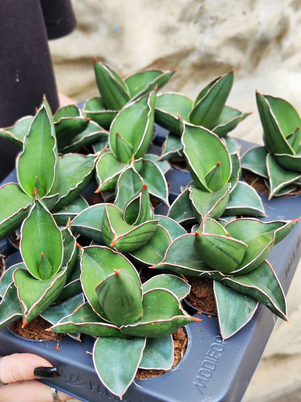 Сансевиерия Эренберга Самурай (Sansevieria Ehrenbergii Samurai) D6см