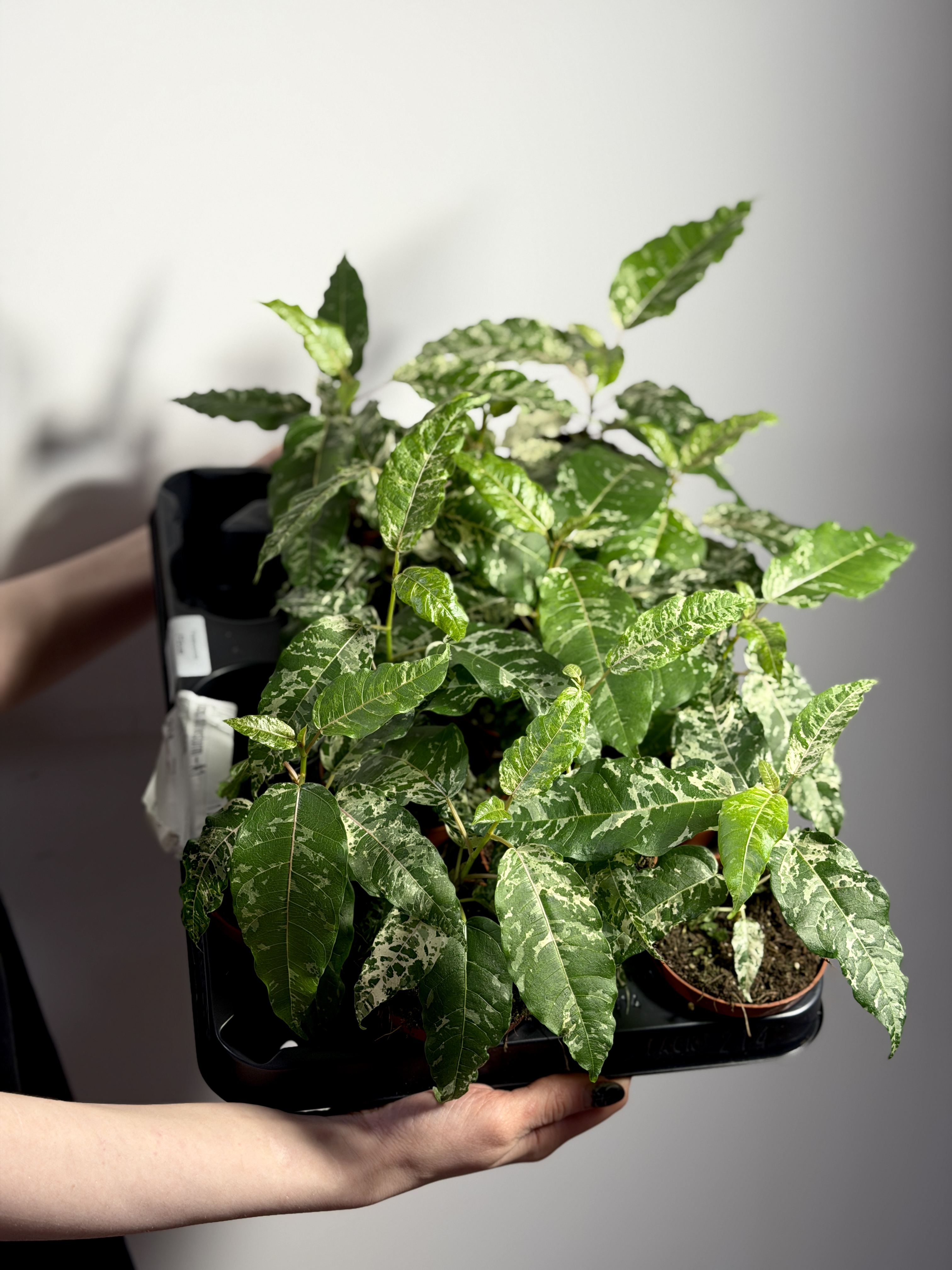 Фикус Сноушторм (Ficus Snowstorm) D8см