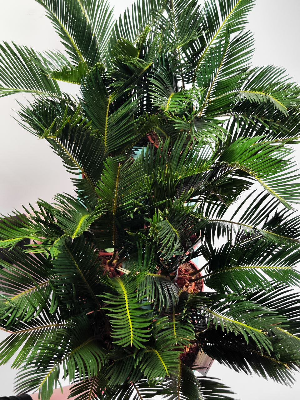 Цикас Революта (Cycas Revoluta) D12см