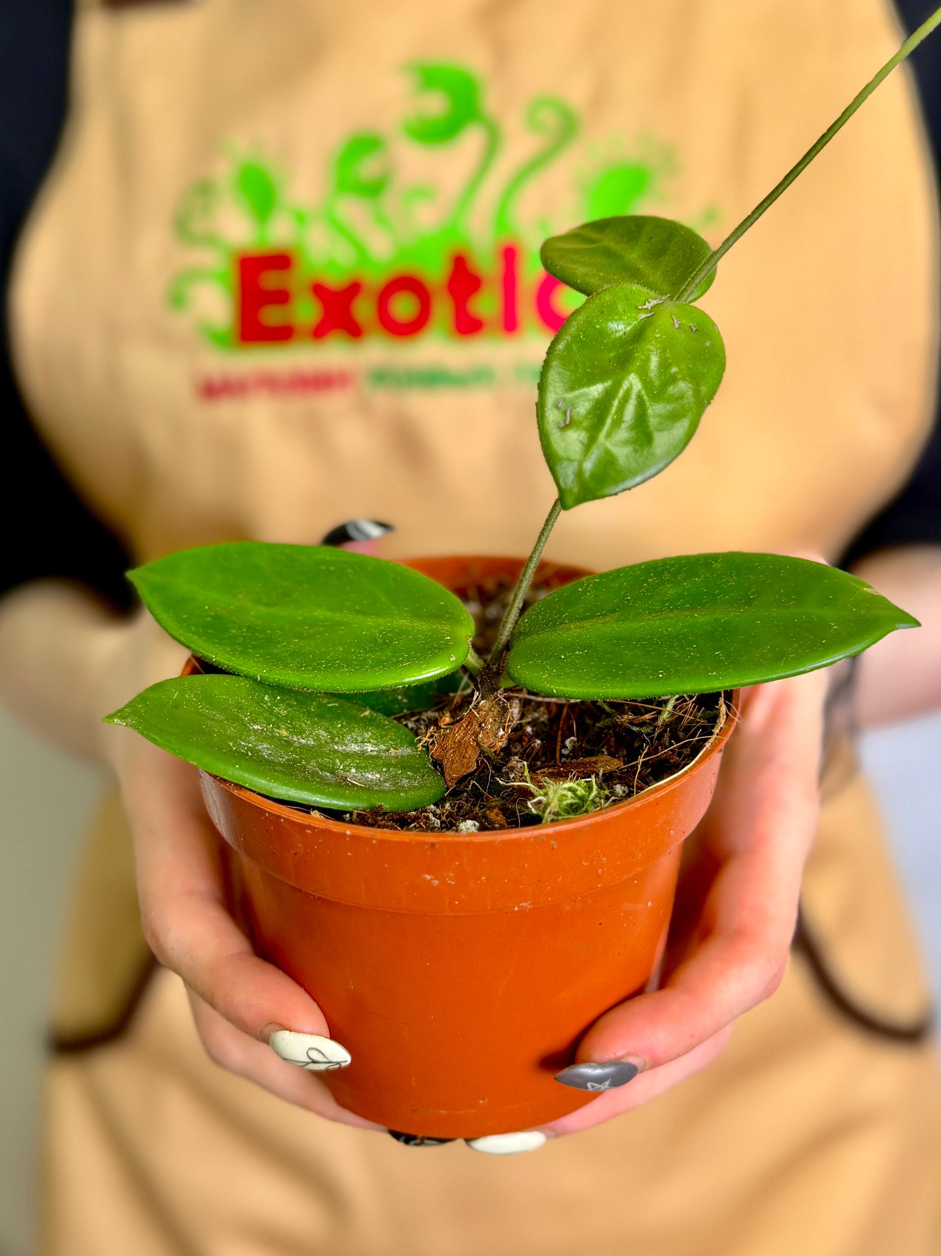 Хойя Вангвингенсис (Hoya Vangviengiensis) D10см