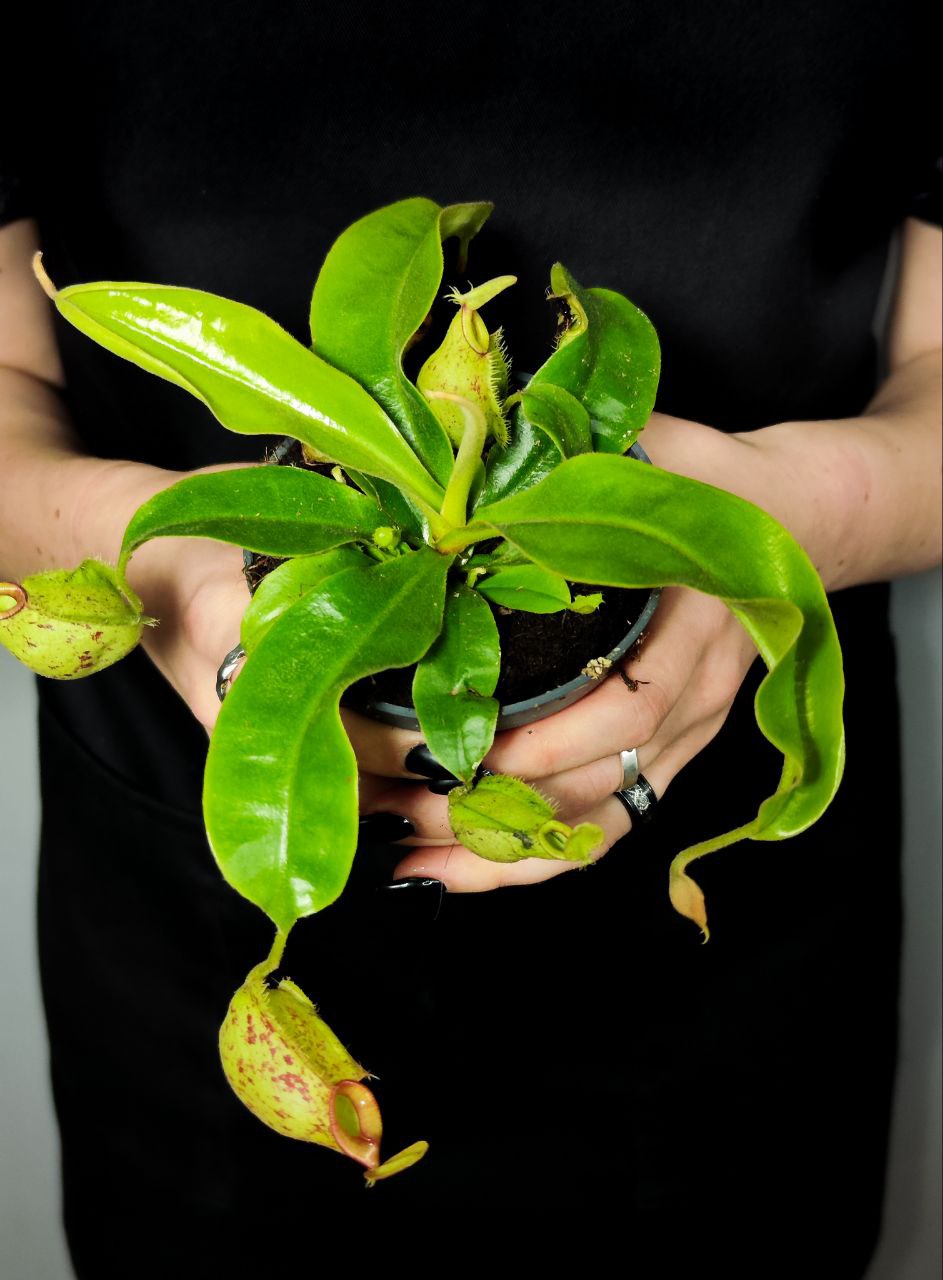 Непентес Хукериана (Nepenthes Hookeriana) D9см