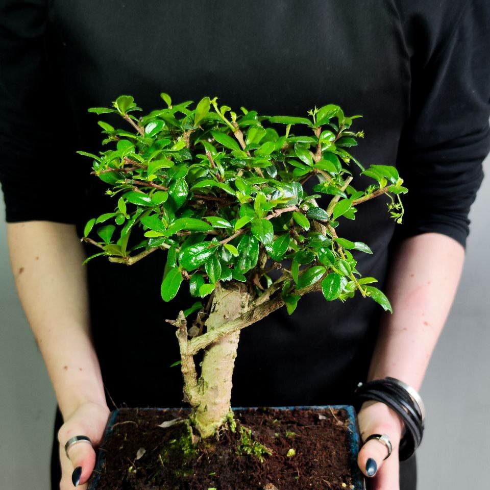 Бонсай Кармона мелколистная (Carmona Microphylla) D10см