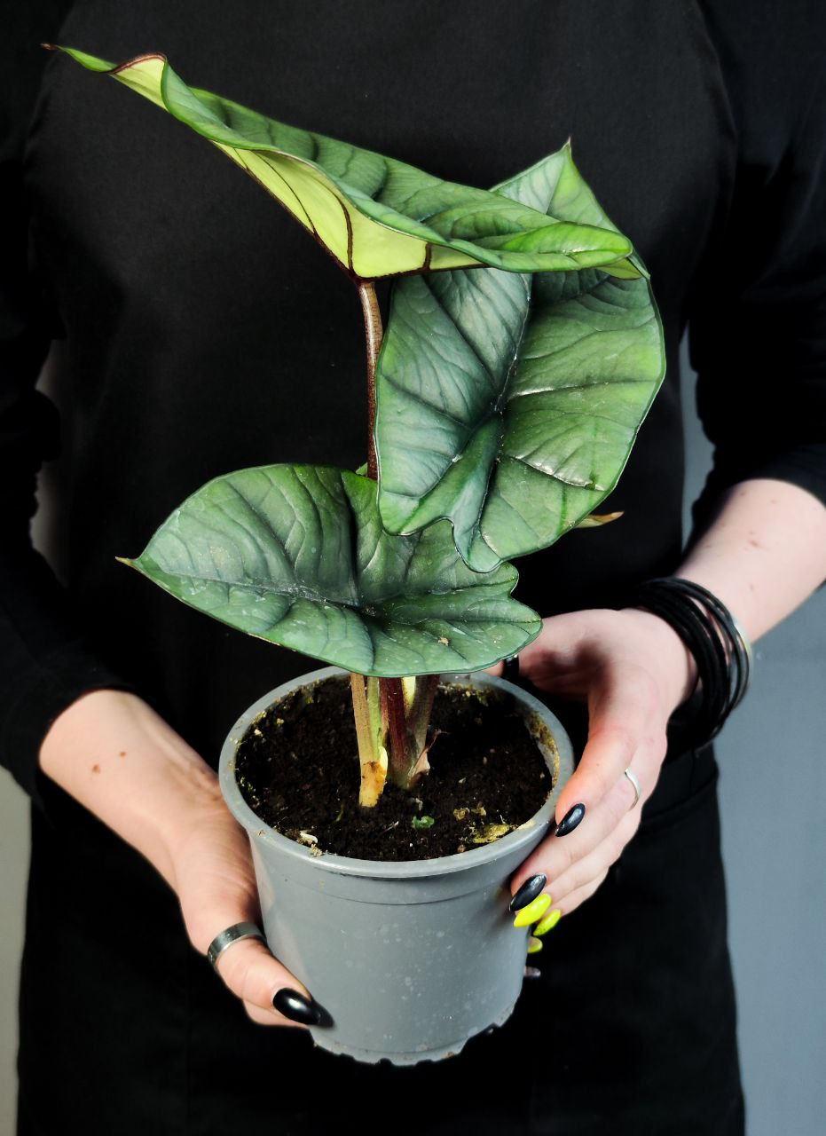 Алоказия Бисма Платинум (Alocasia Bisma Platinum) D12см