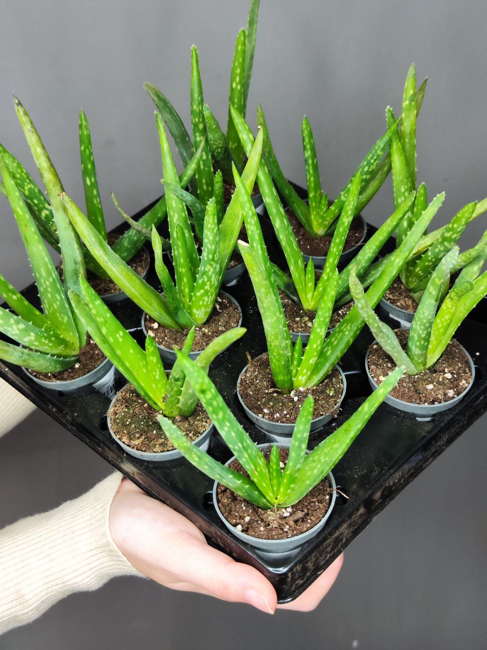 Алоэ Вера (Aloe Vera) D5см