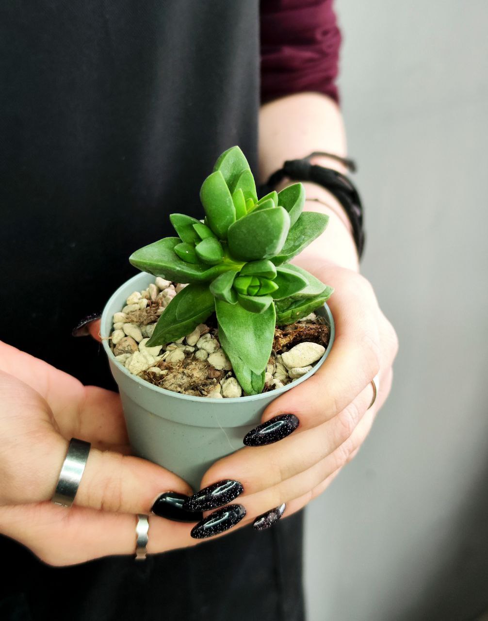 Крассула Бен (Crassula Ben) D5см