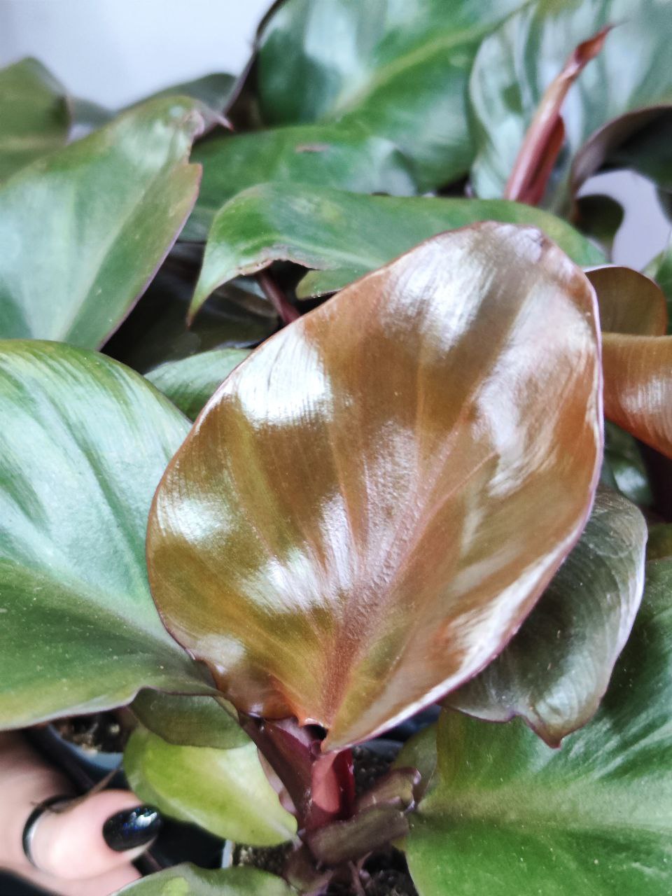 Филодендрон Империал Ред (Philodendron Imperial Red) D6см