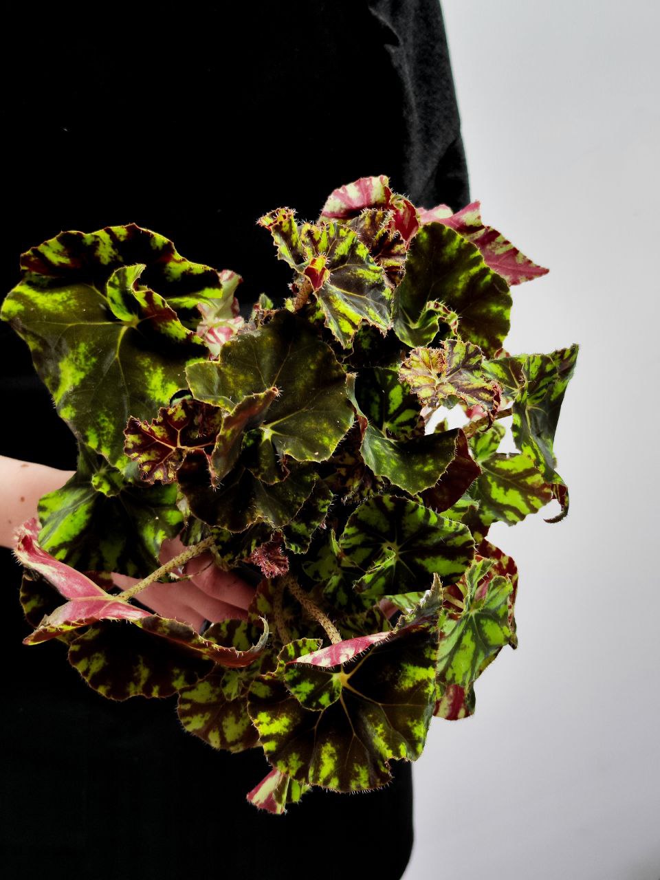 Бегония Бауэра Тигровая (Begonia Bowerae "Tiger")  D12см