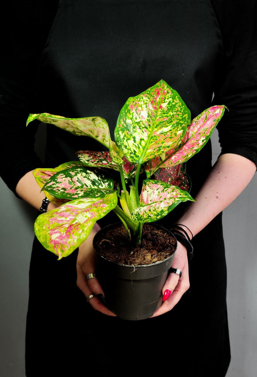 Аглаонема Анимани Триколор (Aglaonema Anyamanee Tricolor) D12см