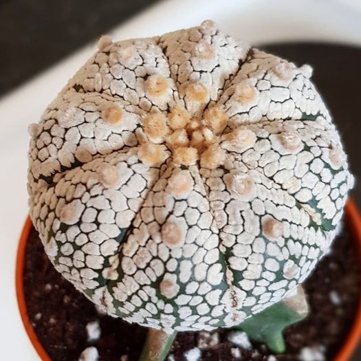 Астрофитум Супер Кабуто (Astrophytum Super Kabuto) D5см