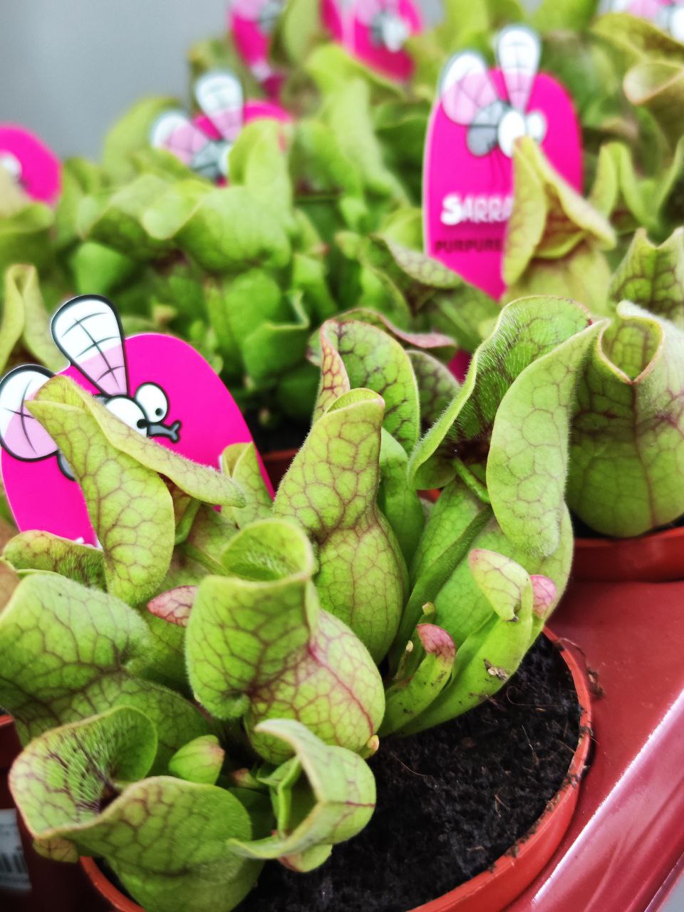 Саррацения Веноза Зеленая (Sarracenia Venosa Green) D9см