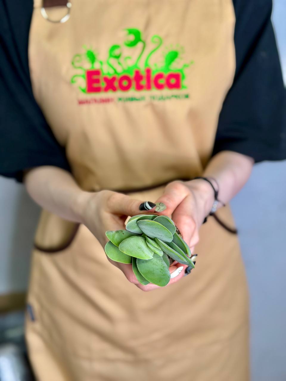 Крассула Котиледонис (Crassula Cotyledonis) D5см