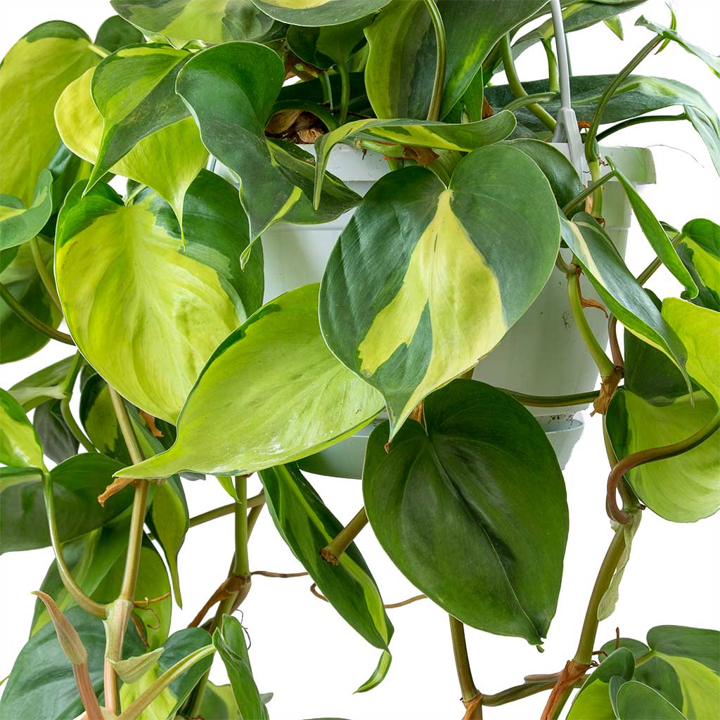 Филодендрон Сканденс Бразил (Philodendron Scandens Brazil) D12см