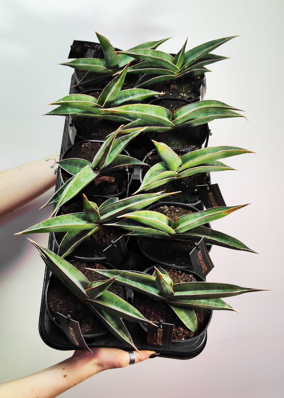 Сансевиерия Альмонд Сильвер (Sansevieria Almond Silver) D12см