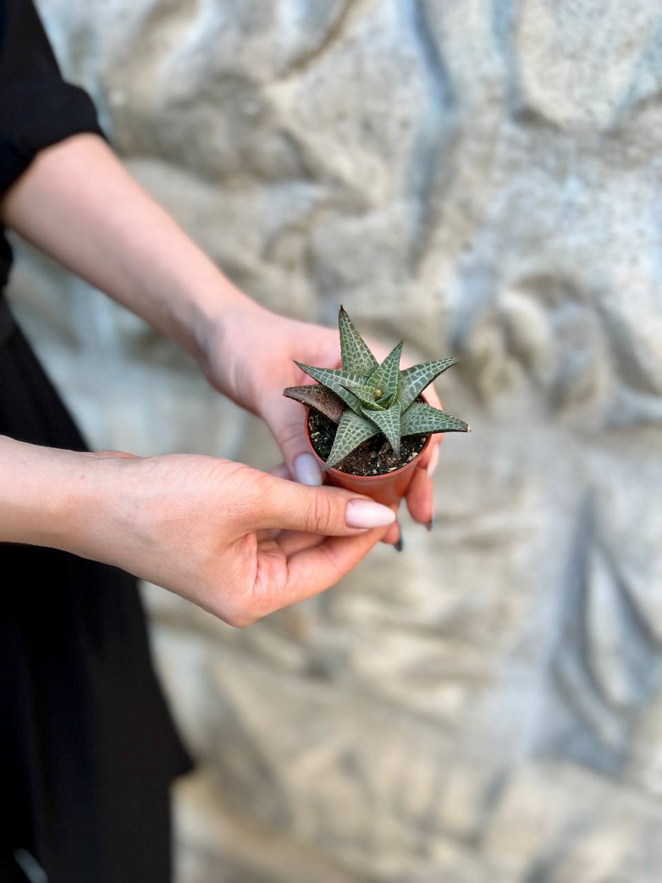 Хавортия Тесселата, Шахматная (Haworthia Tesselata) D5см