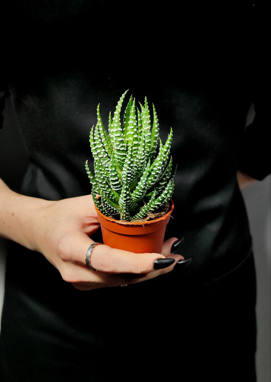 Хавортия Рейнвардта (Haworthia Reinwardtii) D5см