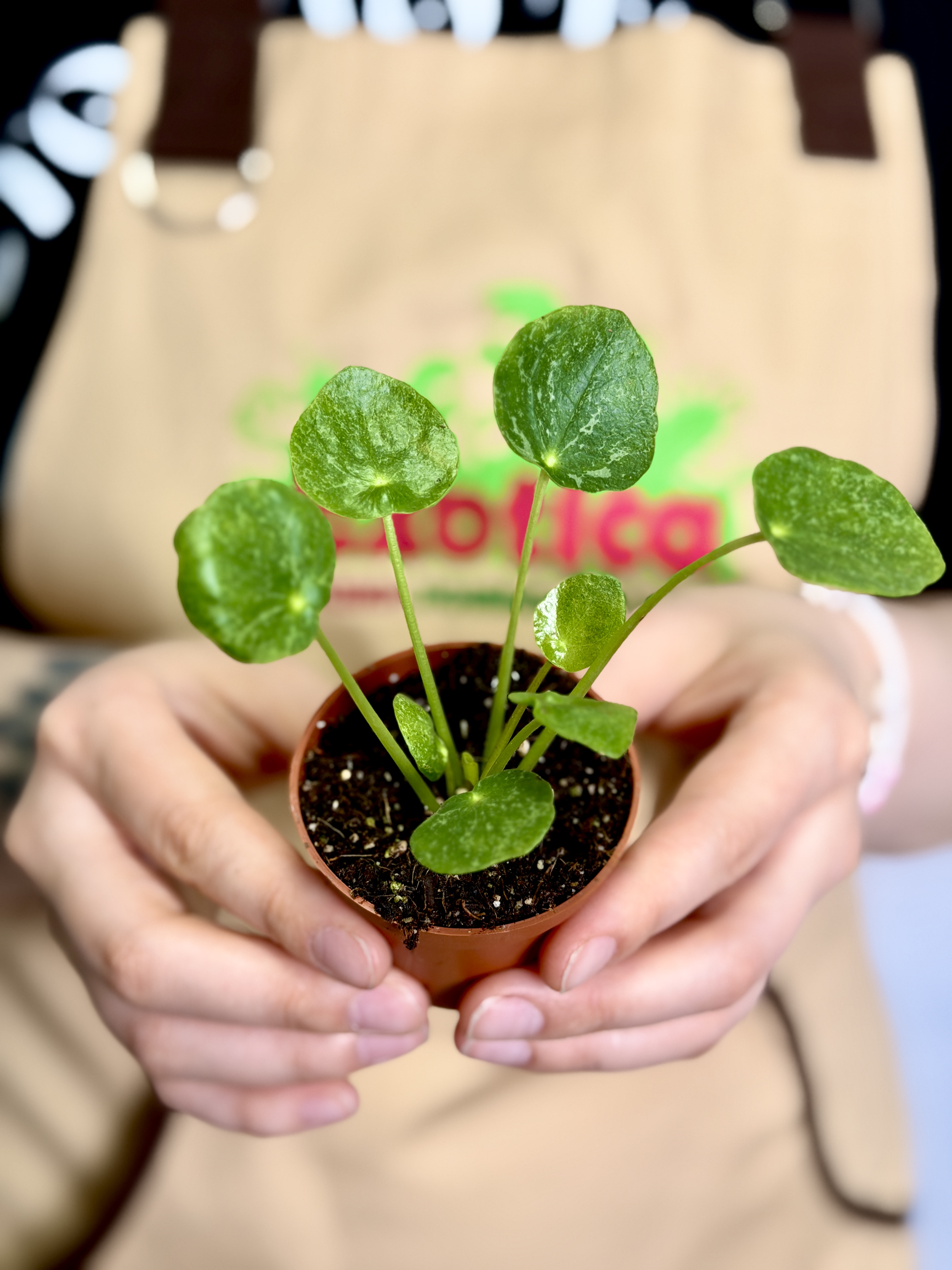 Пилея Пеперомиевидная Шугар (Pilea Peperomioides Sugar) D5см