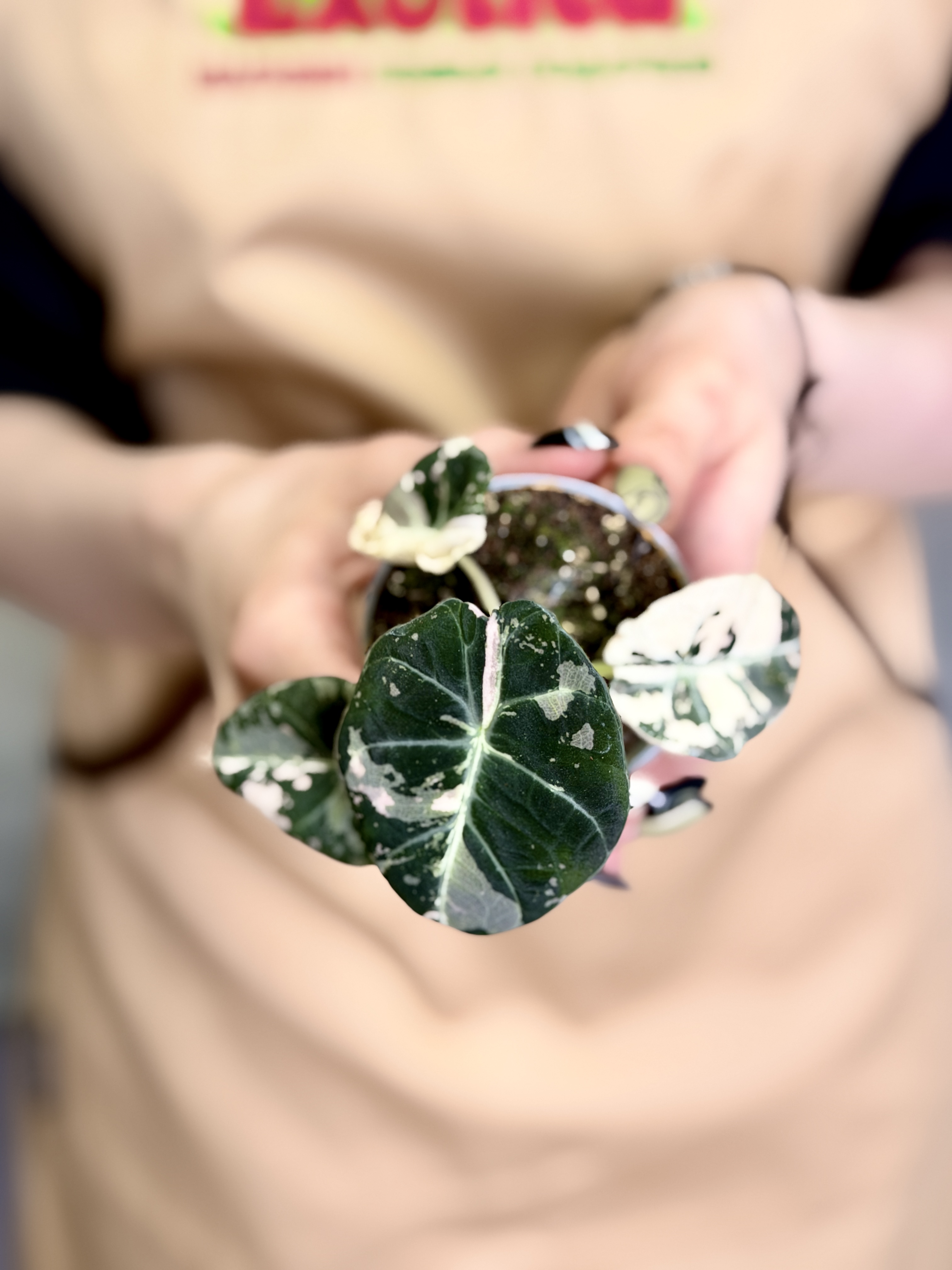 Алоказия Блэк Вельвет Пинк Вариегатная (Alocasia Black Velvet Pink Albo Variegated) D6см