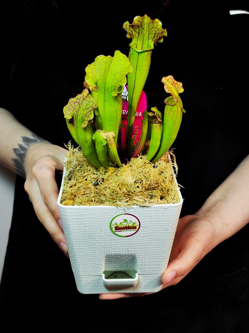 Саррацения Лейкофилла Компакта  (Sarracenia Leucophylla Compacta) пересаженная D12см