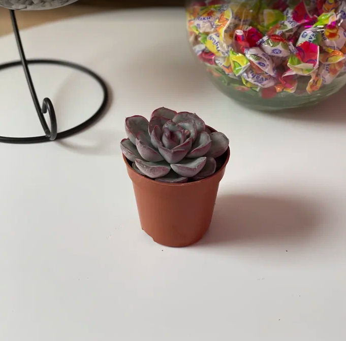 Эхеверия Мистери (Echeveria Mystery) D5см