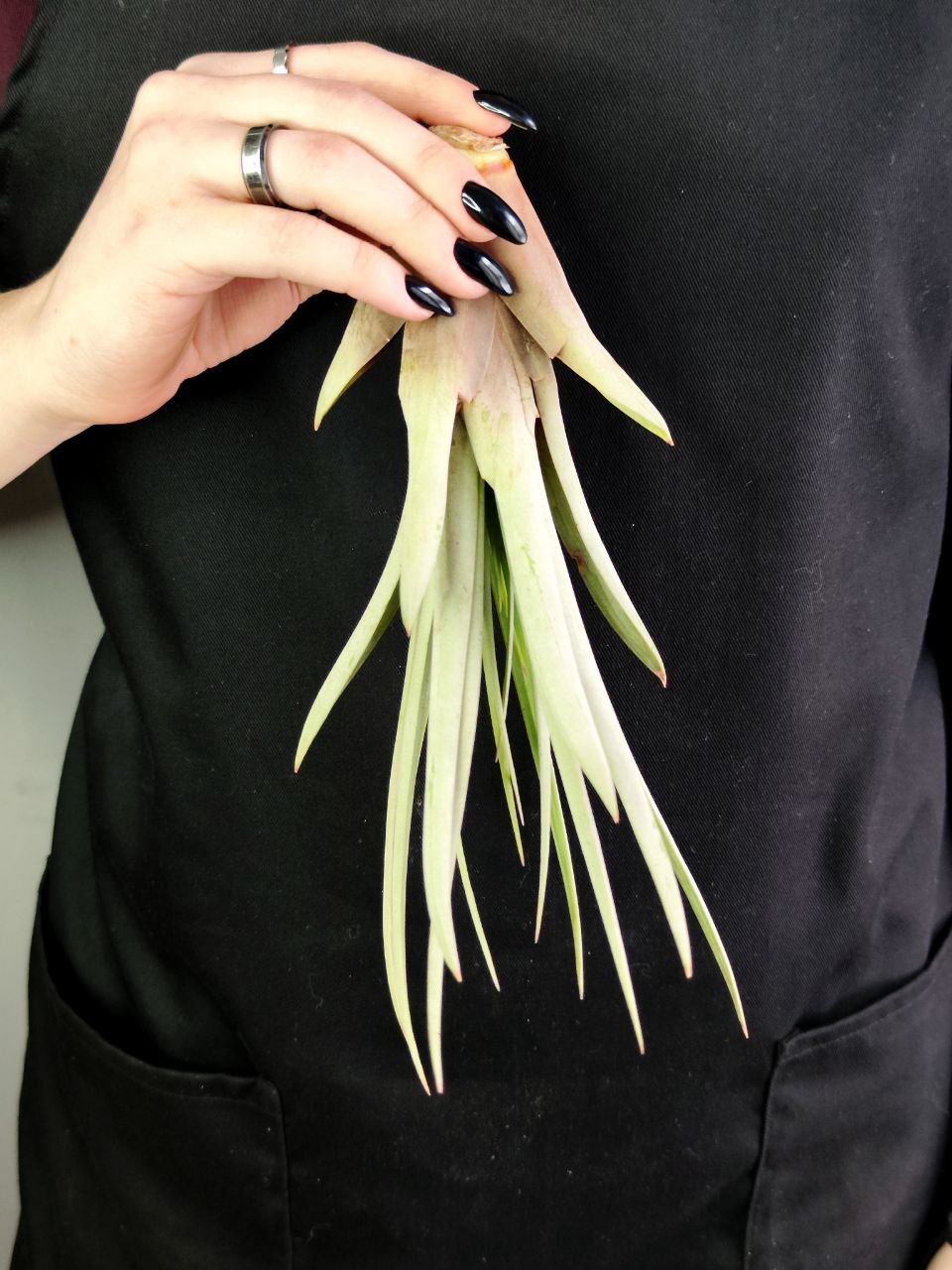 Тилландсия Фасцикулята XL (Tillandsia Fasciculata)