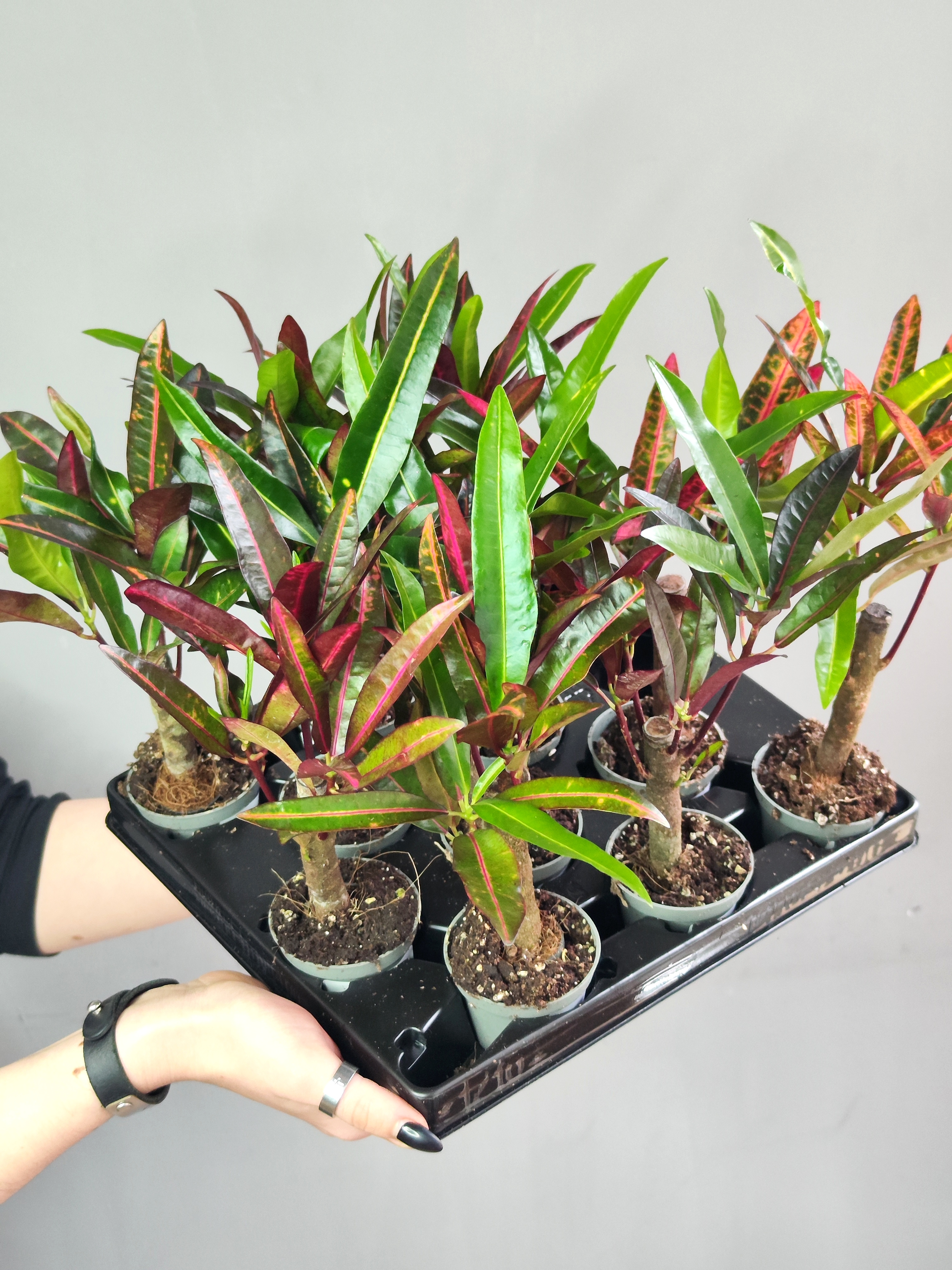 Кодиеум Экскуренс (Codiaeum Excurrens) D6см
