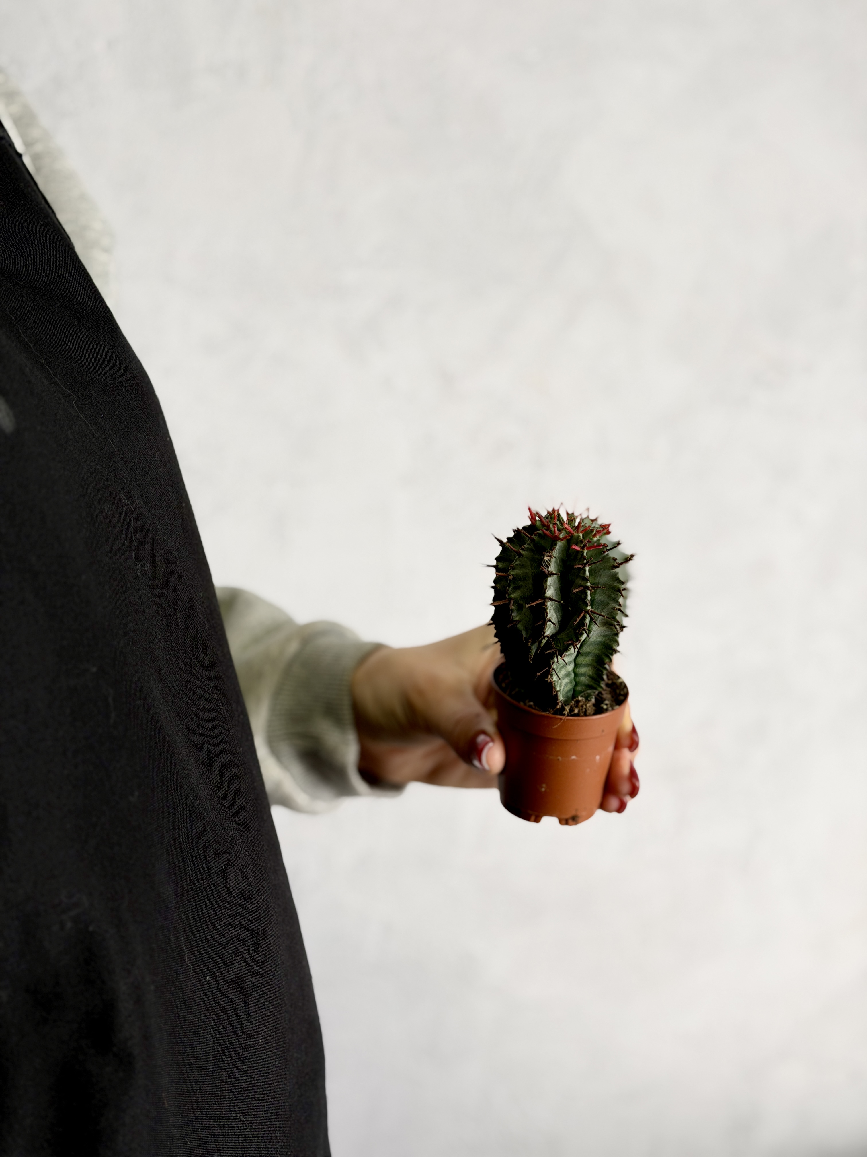 Эуфорбия Хоррида Стриата (Euphorbia Horrida Striata) D5см