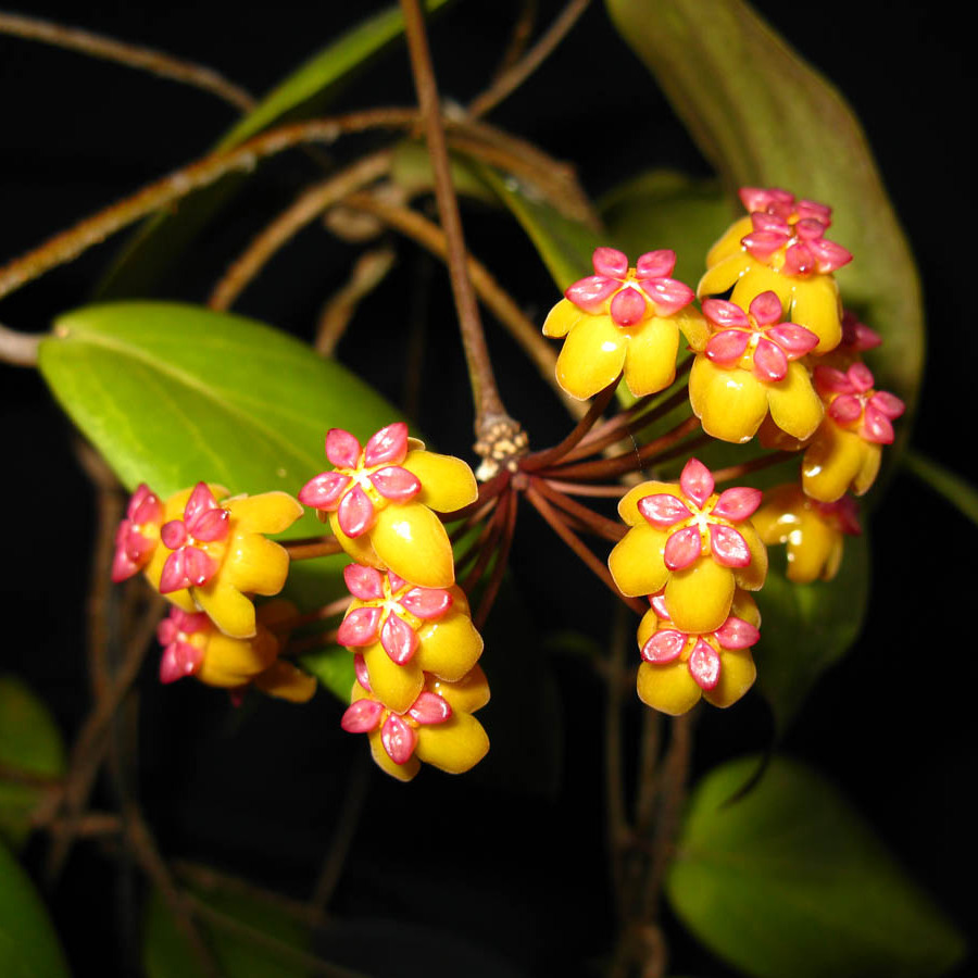 Хойя Солгимиана (Hoya Soligamiana) D10см