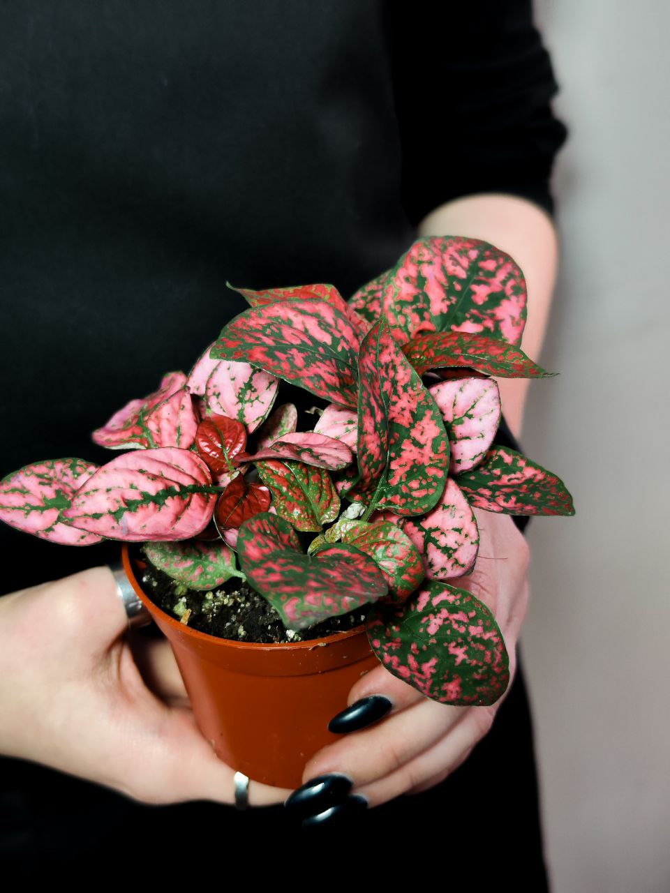 Гипоэстес Листоколосковый Ред (Hypoestes Phyllostachya Red) D8см