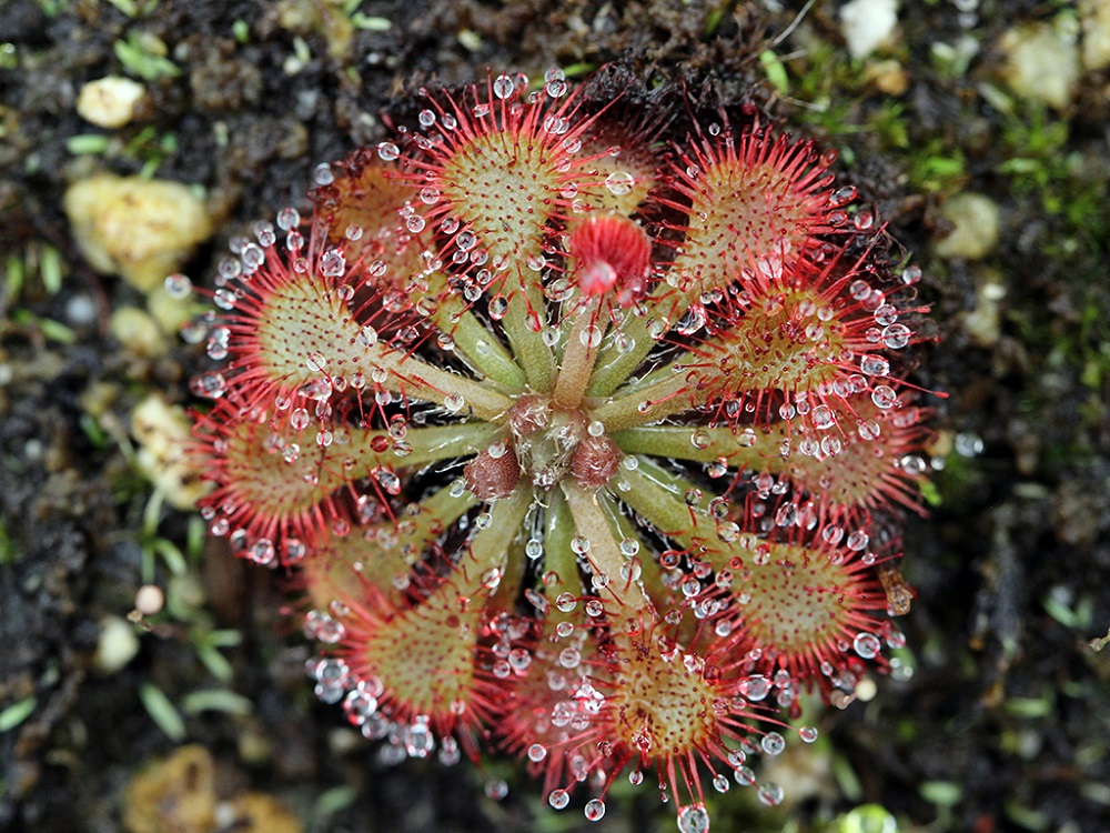 Росянка Спатулата (Drosera Spatulata) D5см