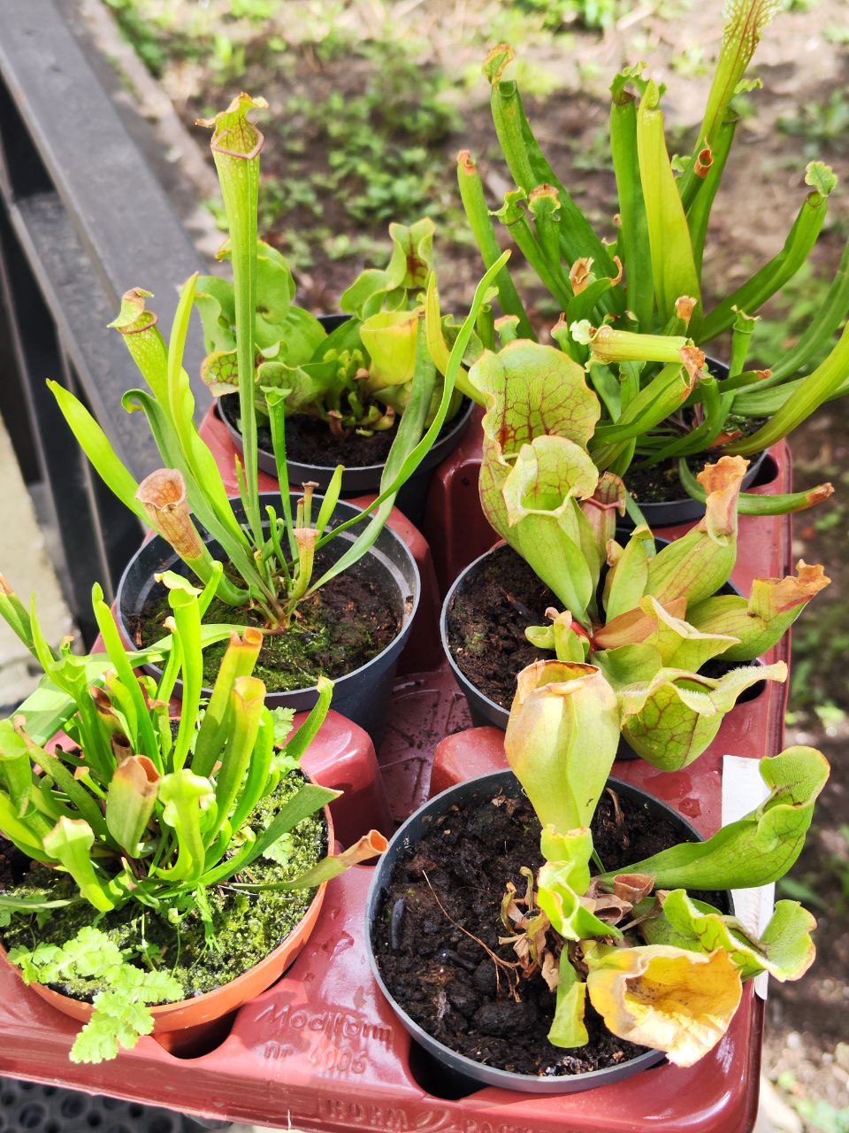 Саррацения микс уцен. (Sarracenia mix) D12см