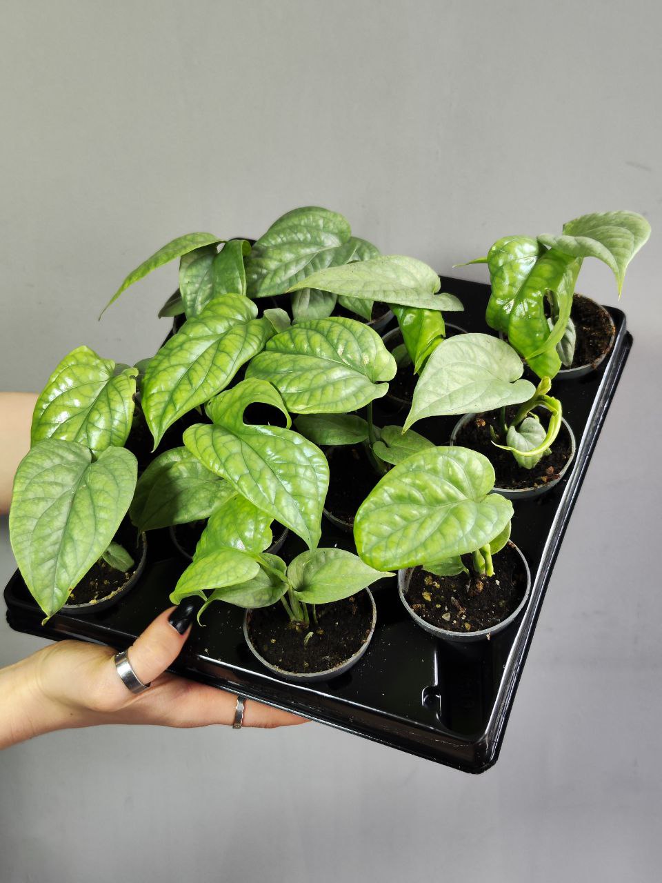 Монстера Амидриум Медиум Сильвер (Monstera Amydrium Medium Silver) D6см