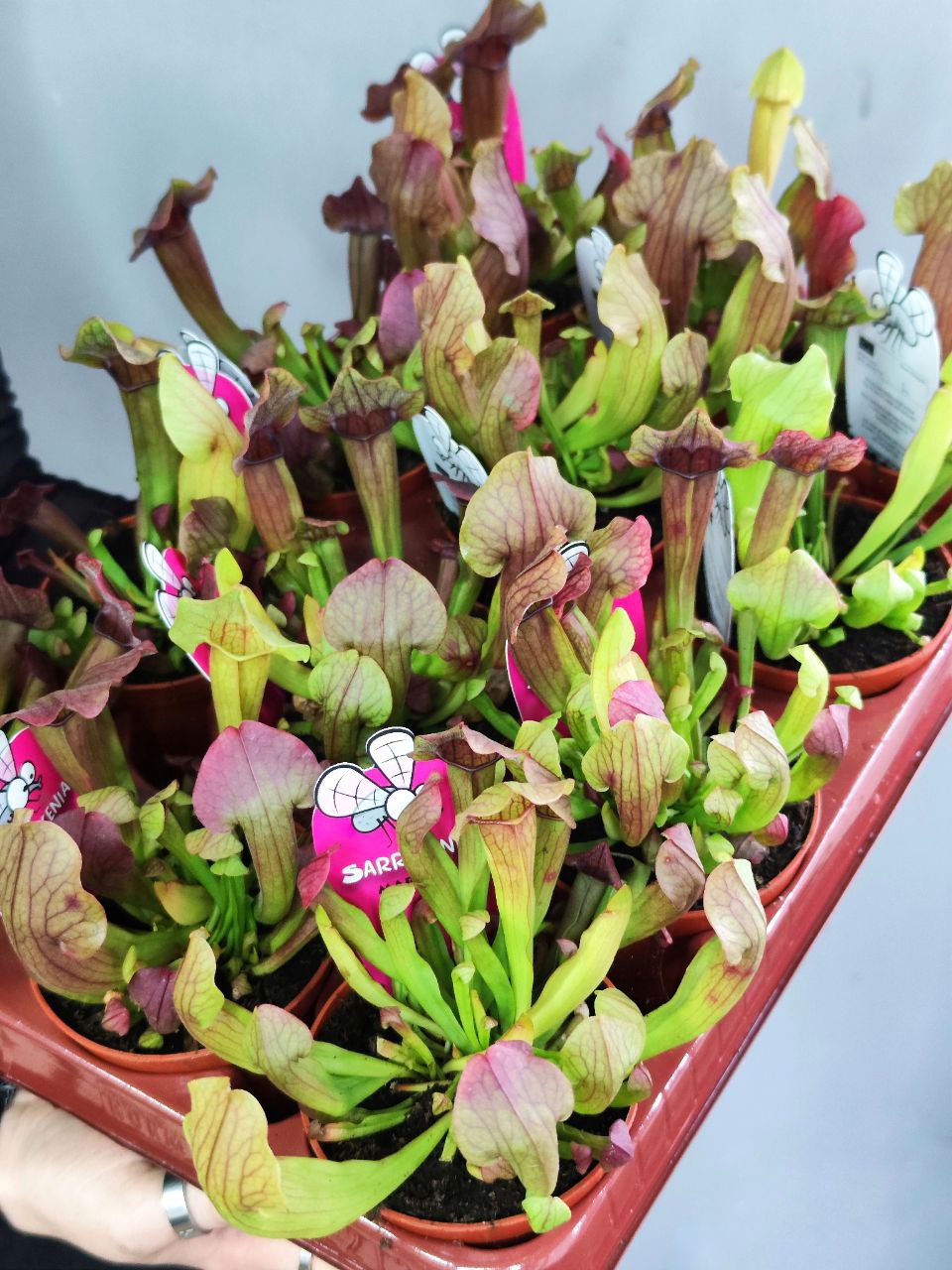 Саррацения Марун (Sarracenia Maroon) D9см