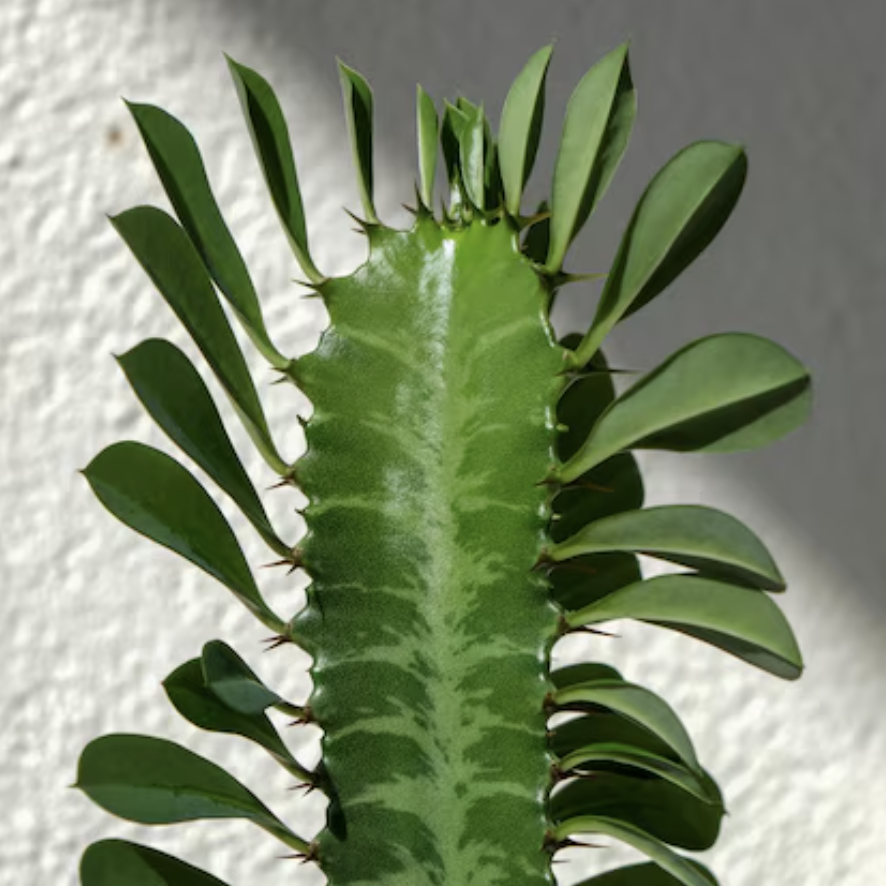 Эуфорбия Тригона, или Молочай Трёхгранный (Euphorbia Trigona) D6см