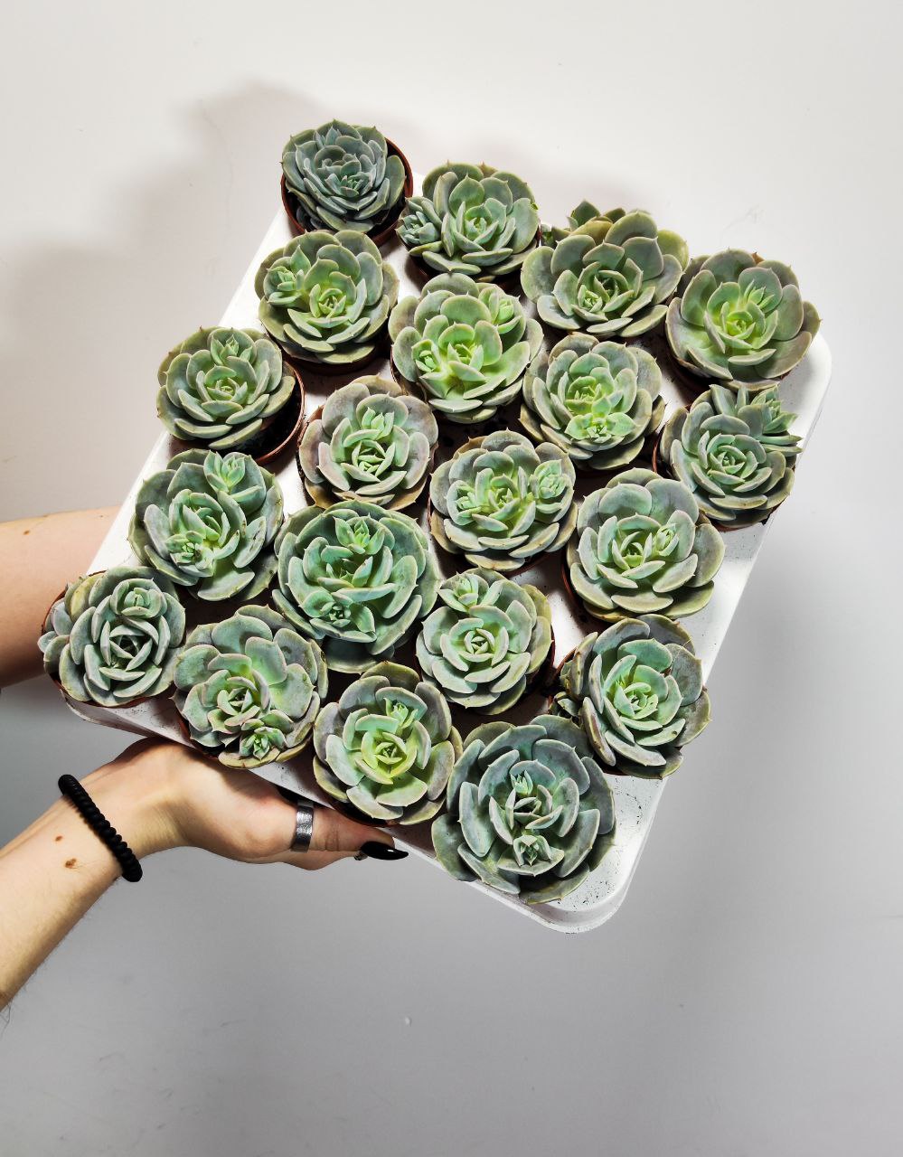 Эхеверия Грей Принц (Echeveria Grey Prince) D5см