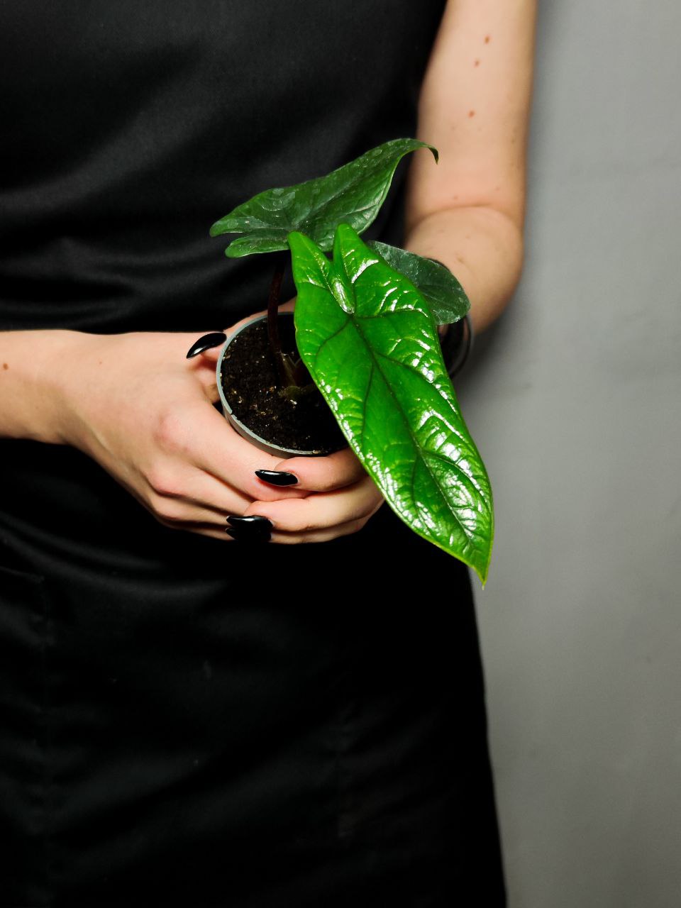 Алоказия Скальпрум (Alocasia Scalprum) D6см