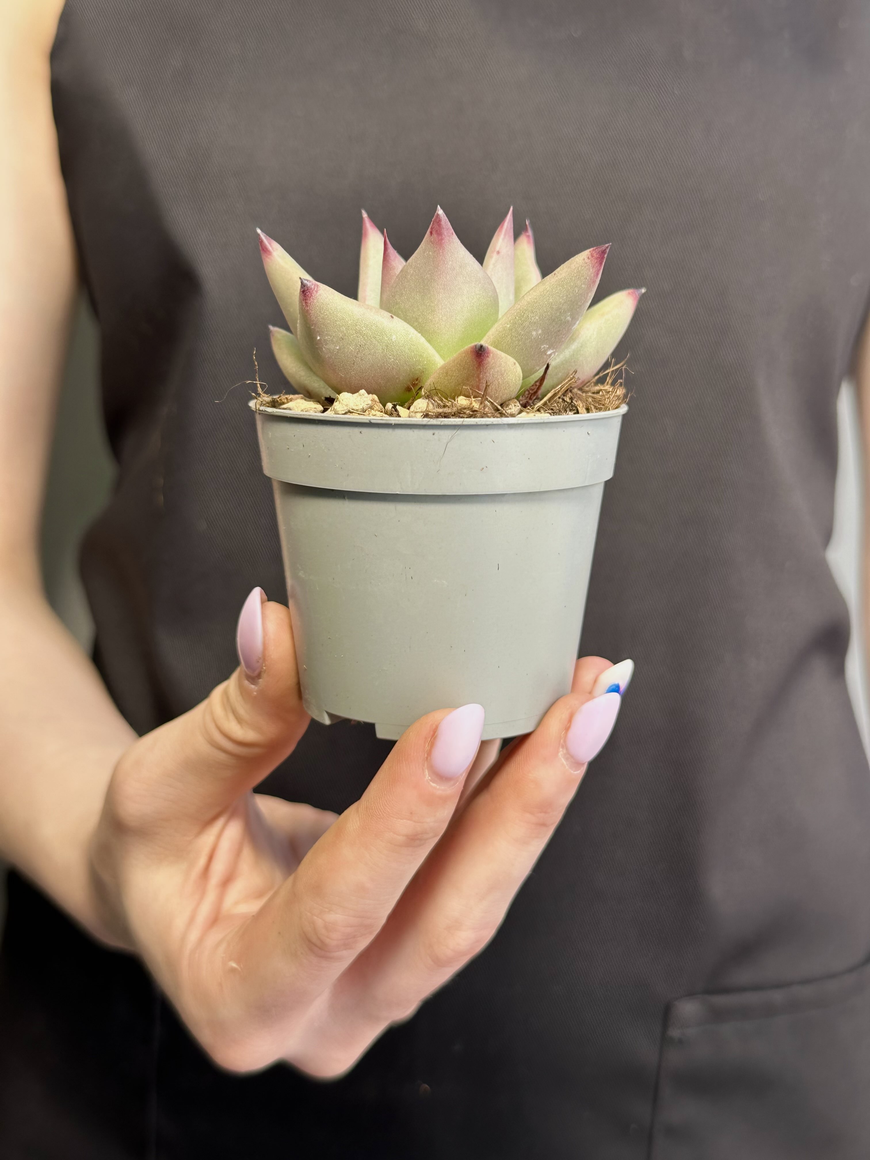 Эхеверия Агавовидес Сириус (Echeveria Agavoides Sirius) D6,5см