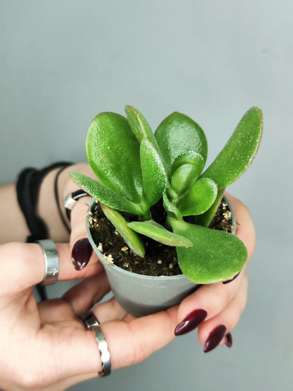 Толстянка Яйцевидная, или Денежное Дерево (Crassula Ovata) D5см