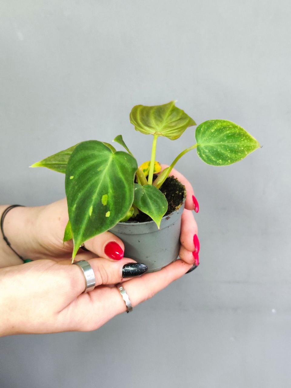 Филодендрон Веррукозум, или Бородавчатый (Philodendron Verrucosum) D6см