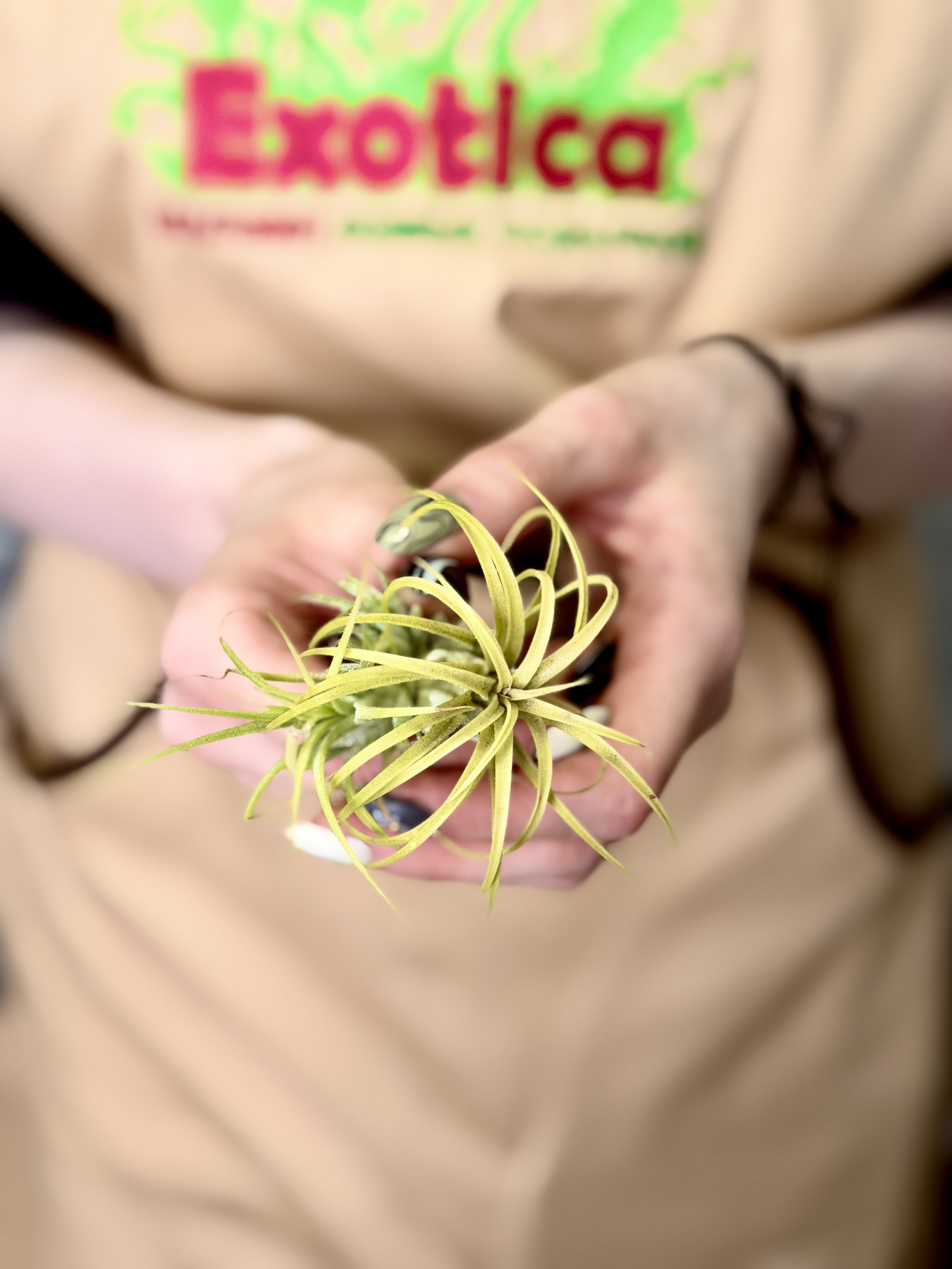 Тилландсия Ионанта Желтая (Tillandsia Ionantha Yellow)