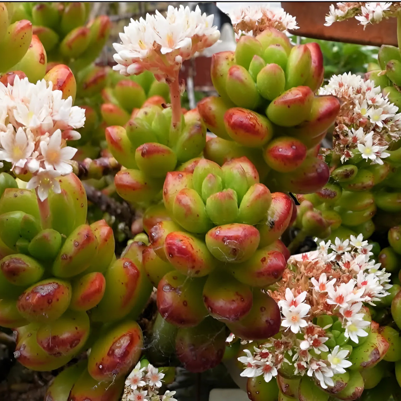 Седум Люсидум (Sedum Lucidum) D5см