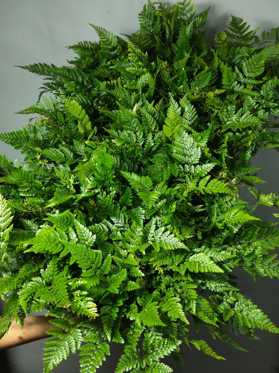 Даваллия Фиджийская (Davallia Fijiensis) D12см