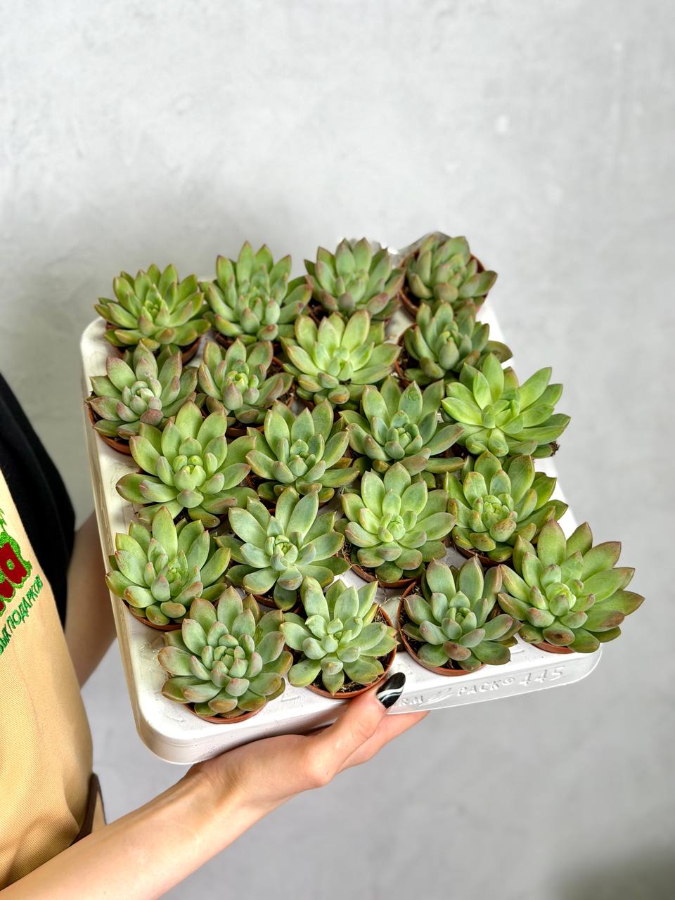 Пахиверия Глаука (Pachyveria Glauca) D5см