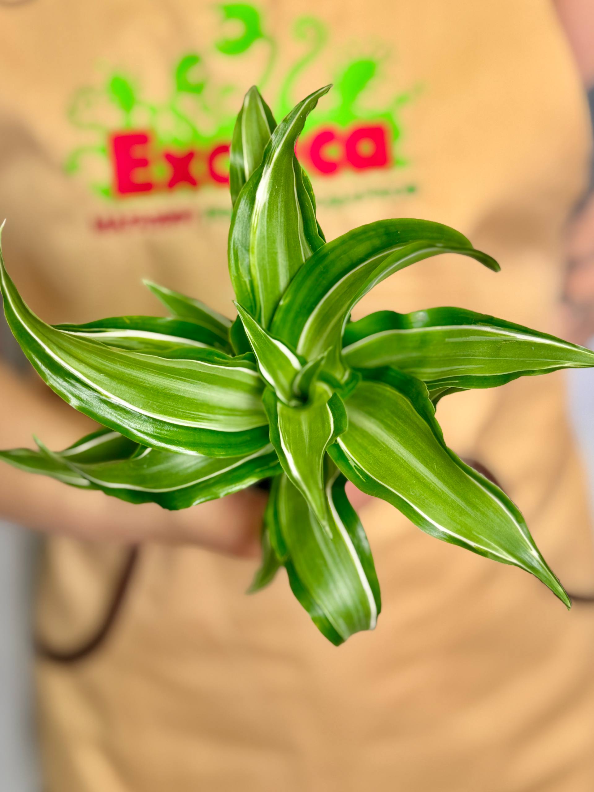 Драцена Фрагранс Канзи (Dracaena Fragrans Kanzi) D6см