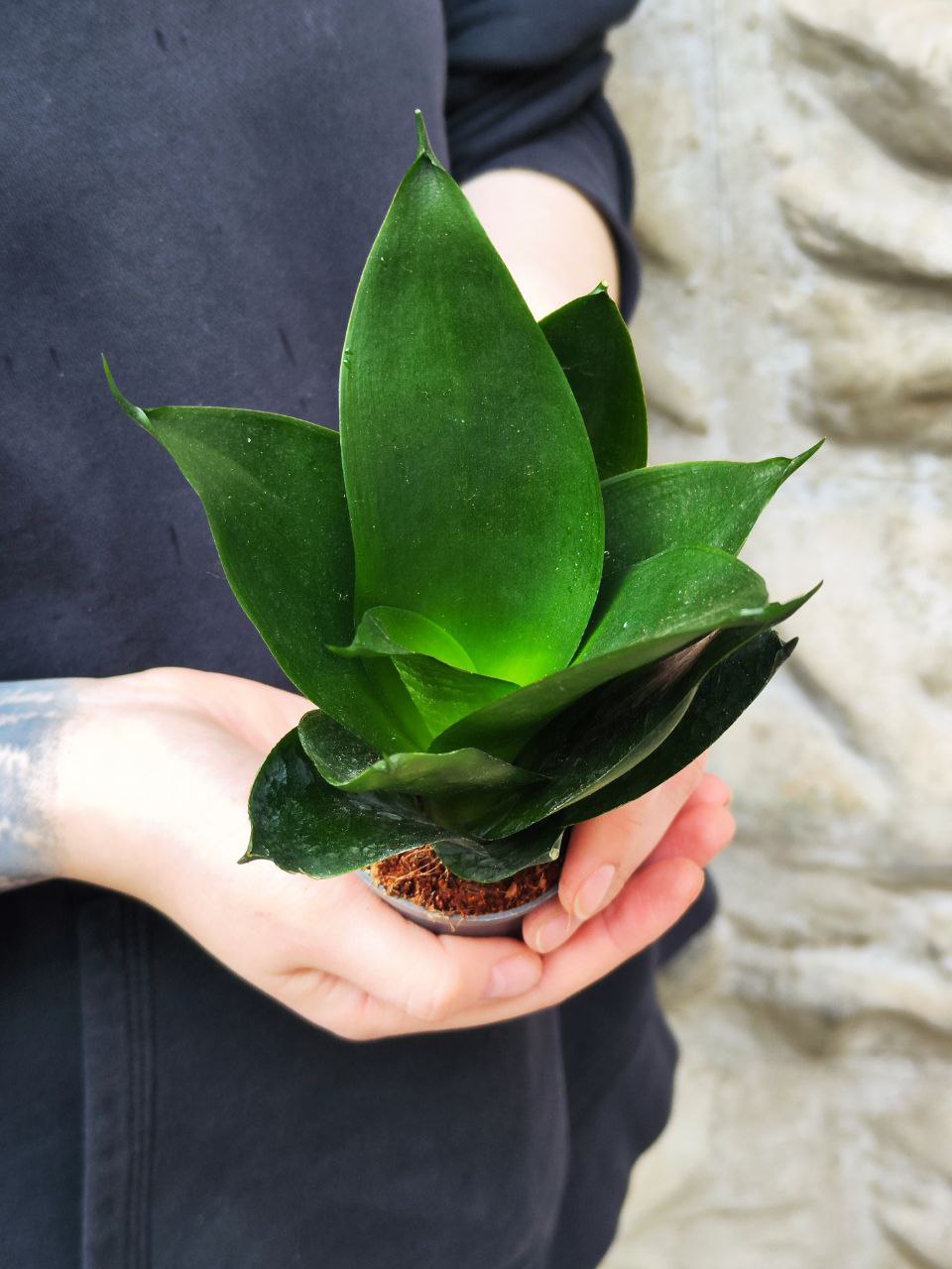 Сансевиерия Ханни Блэк (Sansevieria Hahnii Black) D6см