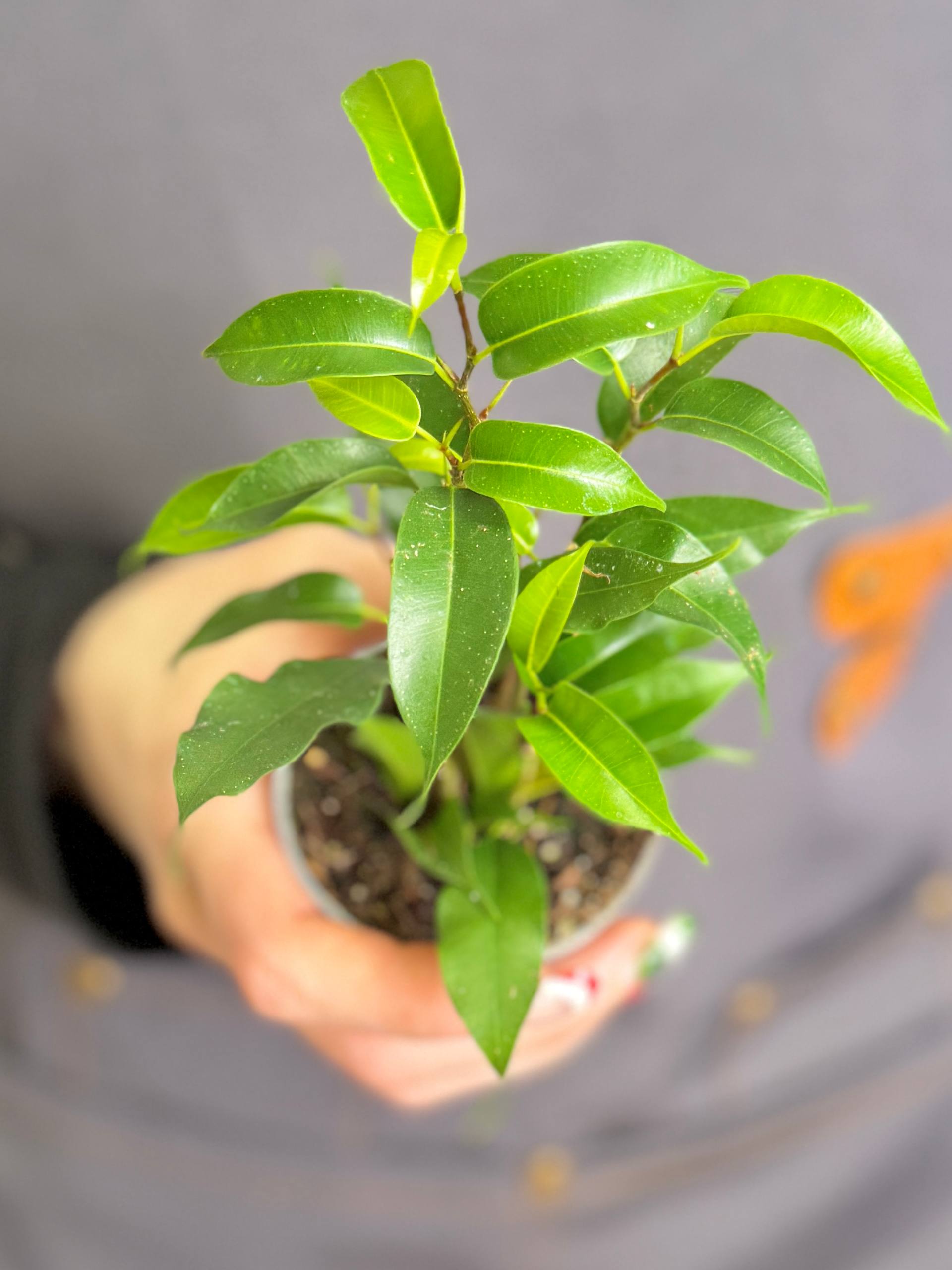 Фикус Бенджамина Наташа (Ficus Benjamina Natasja) D6см