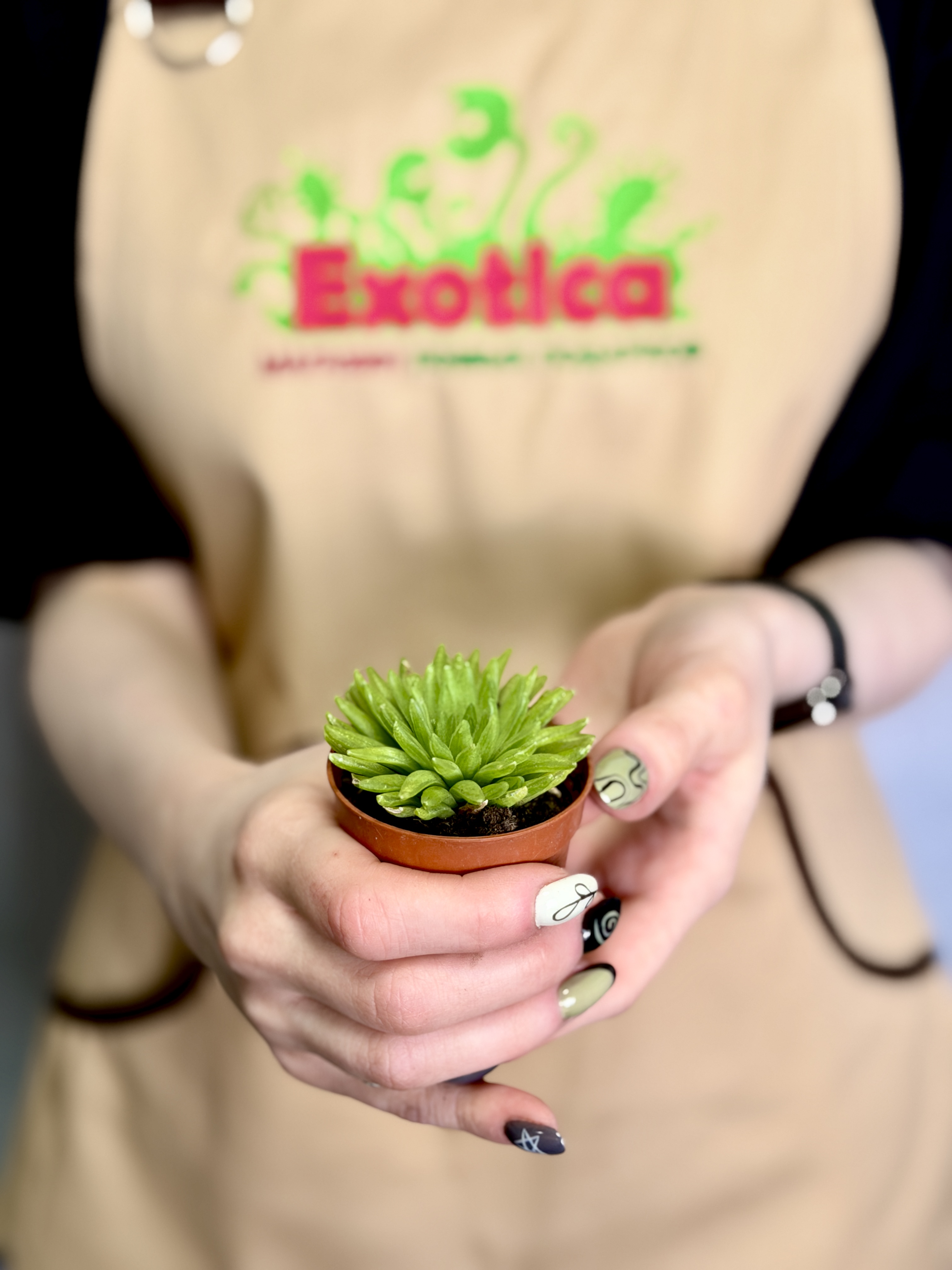 Хавортия Кикухигаса (Haworthia Kikuhigasa) D5см
