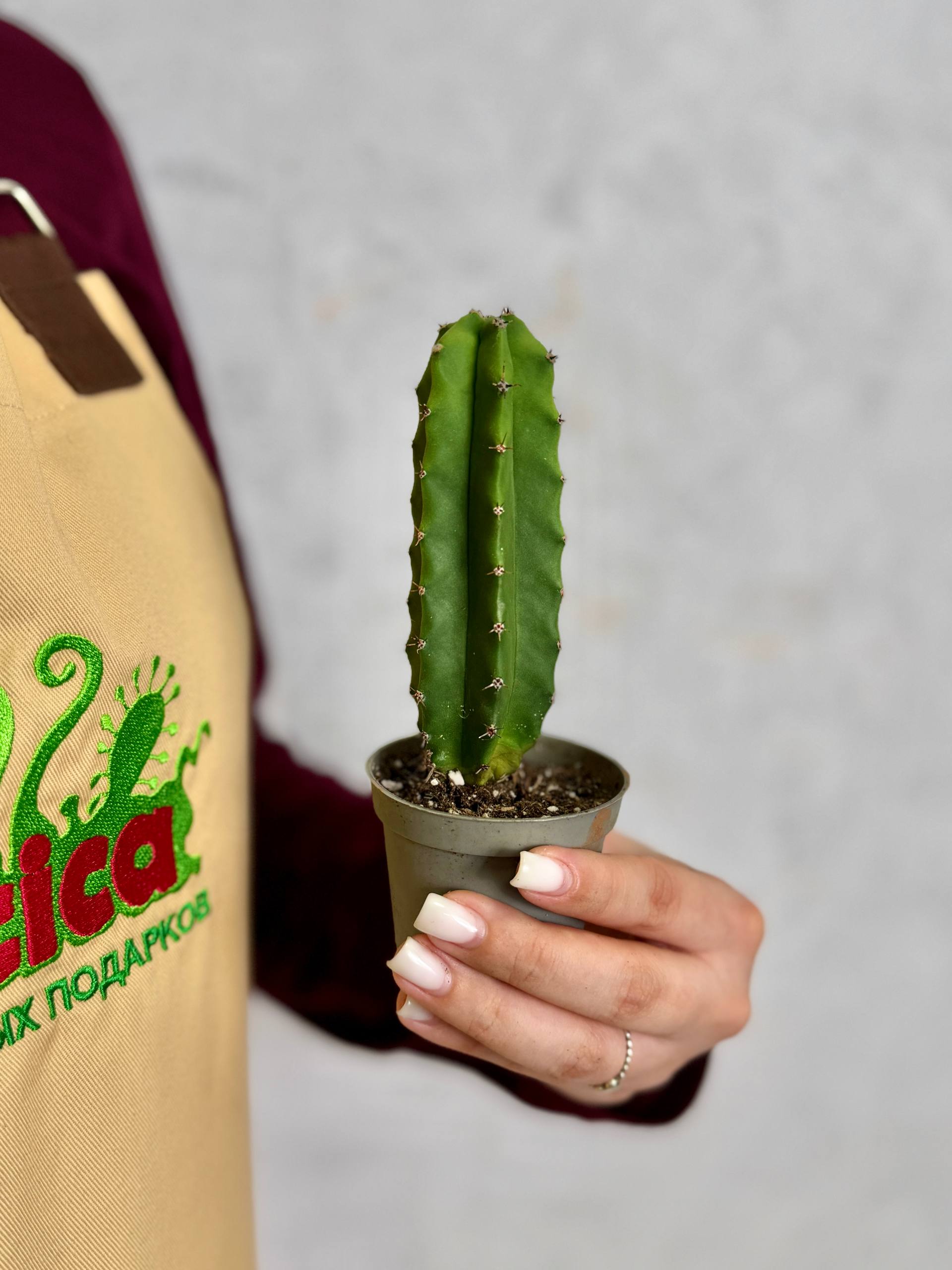 Кактус Лемэроцереус Классический (Cactus Lemaireocereus Straight) D5см