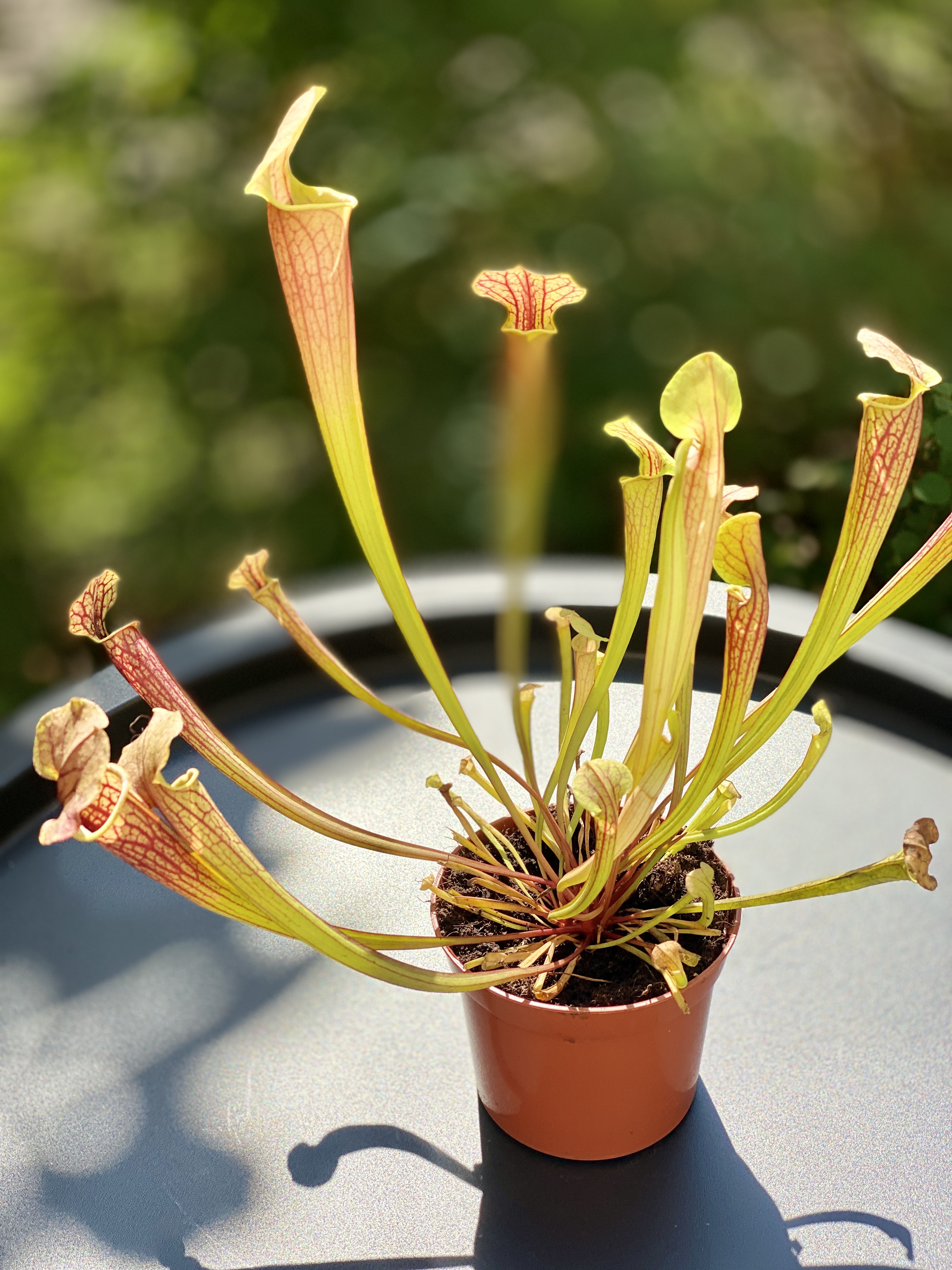 Саррацения Джудит Хиндл (Sarracenia «Judith Hindle») D9см