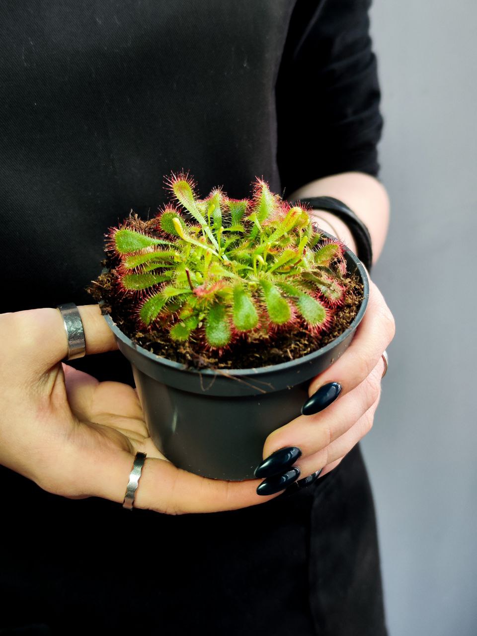 Росянка Спатулата (Drosera Spatulata) D9см
