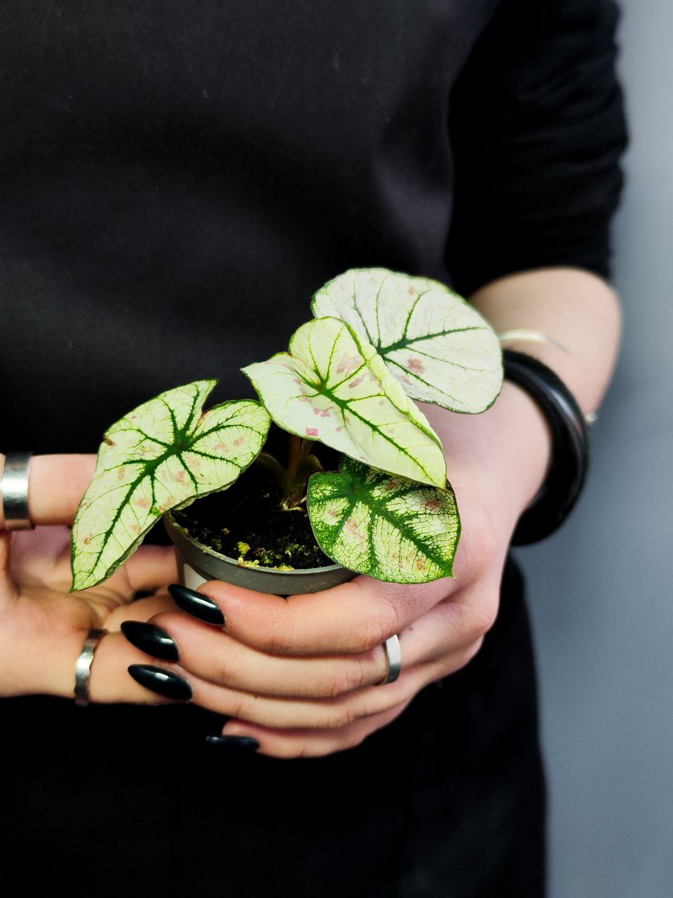Каладиум Келли (Caladium Kelly) D6см